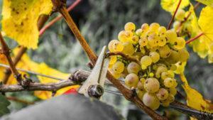 Weinseminar - Weißweintrauben werden vom Stock abgeschnitten